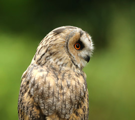 Close up of an Eagle Owl in woodland
