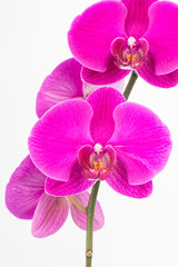 Purple Phalaenopsis orchids close up