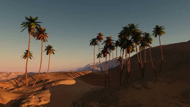 palms in desert at sunset