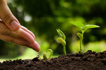 Hand watering to young plant with seedling and plant growing con