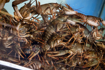 alive crayfish in aquarium