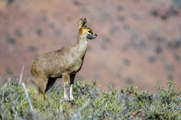 Female Klipspringer