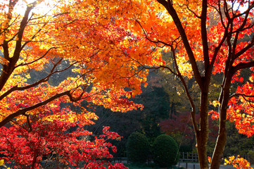 カエデの紅葉