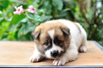 Naklejka na ściany i meble Thai Bangkaew Dog, Bangkaew puppy portrait