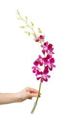 Branch purple orchid
