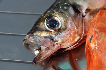 Chinchard et Grondin sur plat en étain