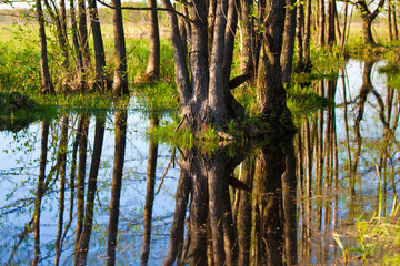 Biebrza submerged forrest