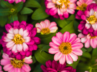 pink flowers