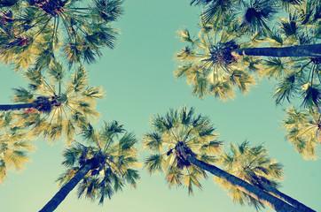 Looking up at a canopy of tall Palm trees, Queensland, Australia. Retro vintage tone effect.