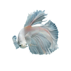 Obraz premium white fighting fish isolated on black background, This has clipping path.