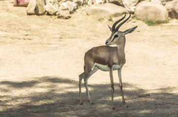 Dorca gazelle