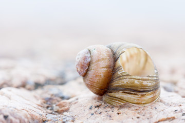 abstruct detailed photo image of old damaged spiral snail shell