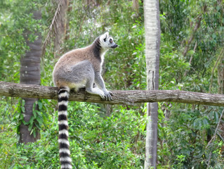  Ring-tailed lemur on tree branch