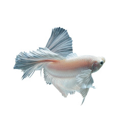 Pink fighting fish isolated on black background, This has clipping path.