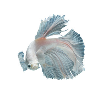 recommend clip art: white fighting fish isolated on black background, This has clipping path.