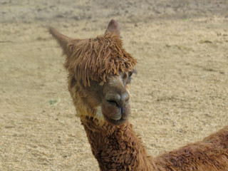 Llama in dry paddock