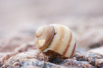 abstruct detailed photo of old damaged spiral snail shell