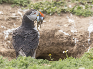 Returning to the nest with a meal 