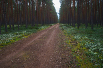 Fototapeta premium Straight track through scenic pine forest