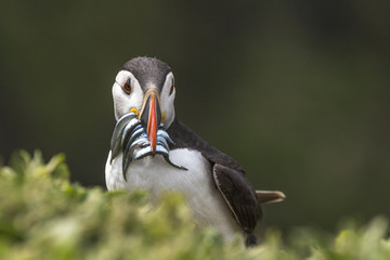 Skomer Puffin with Eels