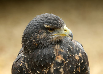 Portrait of a Chilean Blue Buzzard Eagle