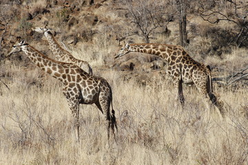 A family of giraffes standing and grazing in the dry savanna in Pilanesberg National Park in South Africa