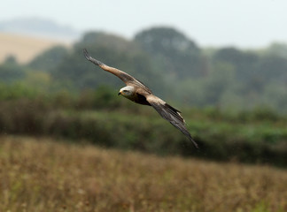 Close up of a Black Kite flying over a wild flower meadow in the rain