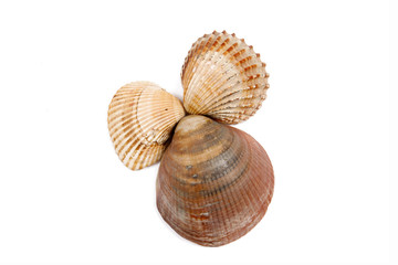 Three shells on white background