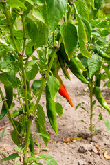Red organic peppers growing in the garden