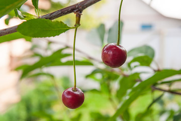Red cherry on a branch just before harvest in early summer..