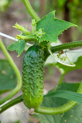 Close up view of fresh young cucumber in garden organics farm..