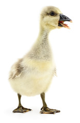 Little gosling isolated.
