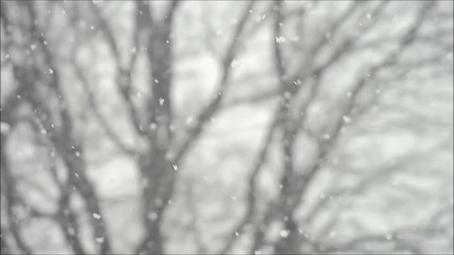 Snow on background tree