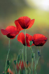 Obraz premium Kwitnące Maki O Wschodzie Słońca