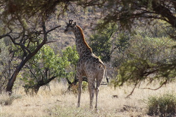 One single giraffe standing in the woodlands of Pilanesberg National Park with a turned head