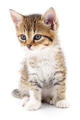 Obraz premium Kitten on white background.