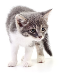 Fototapeta premium Kitten on white background.