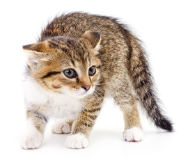 Kitten on white background.