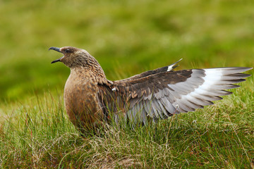 Brown skua, bird in the grass habitat with evening light. Brown skua, Catharacta antarctica, water bird sitting in the autumn grass, Norway. Skua in the nature habitat. Bird with open bill and wings.