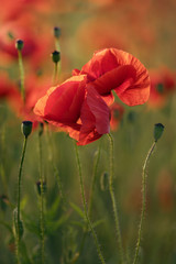 Obraz premium Red Poppy Flowers
