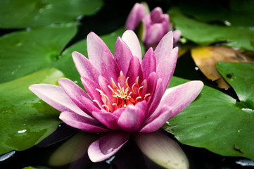 Lotus flower in a pond.