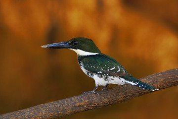 Beautiful bird. Amazon Kingfisher, Chloroceryle amazona, portrait of green and orange nice bird, CanoNegro, Costa Rica. Kingfisher from tropic forest. Portrait of beautiful bird from Peru Amazon.