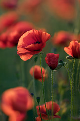 Obraz premium Red Poppy Flowers
