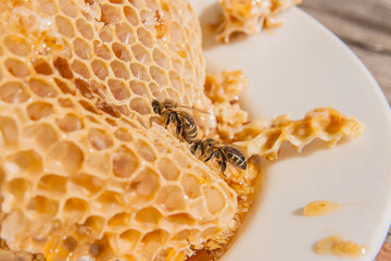 Close up view of the working bee on the honeycomb with sweet hon