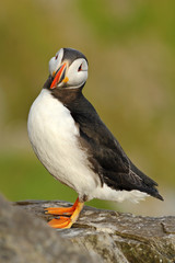 Atlantic Puffin, Fratercula artica, Arctic black and white cute bird with red bill sitting on the rock, nature habitat, Iceland. Puffin on the rock. Sea bird from Norway. Cute bird on the rock cliff.