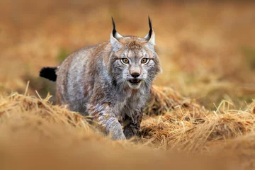 Crédence de cuisine en verre imprimé Lynx Scène de la faune avec chat d& 39 Europe. Lynx marchant dans le chemin forestier. Chat sauvage Lynx dans l& 39 habitat forestier naturel. Lynx eurasien dans la forêt, caché dans l& 39 herbe. Lynx mignon dans la forêt d& 39 automne.