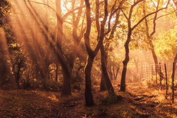 Enchanted Forest. Lovely Autumn Forrest with Sunrays in Sicily, Europe