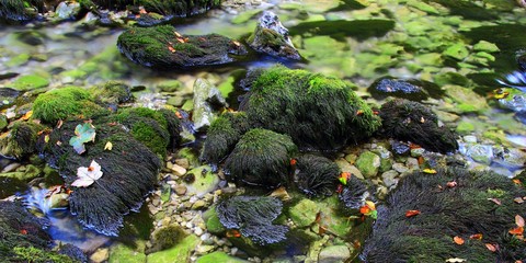 Wild nature in Kamacnik, Croatia