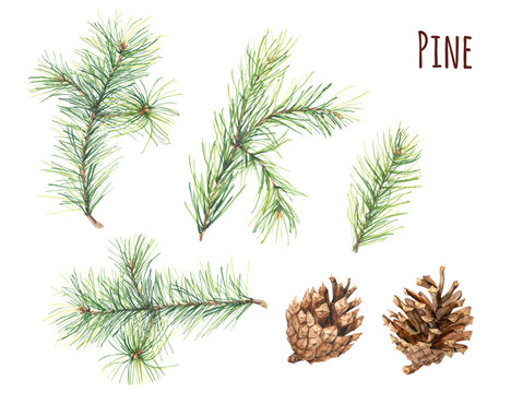 Collection of pine branches and cones on white background, hand draw watercolor painting, botanical illustration Christmas plants