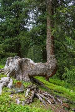 Curve trunk Tien Shan fir.